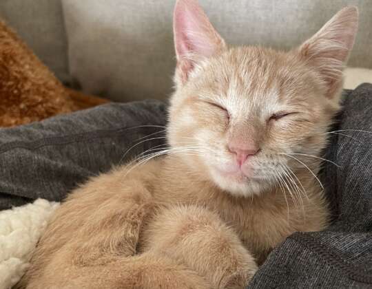 The Kitten Who Tried To Fly