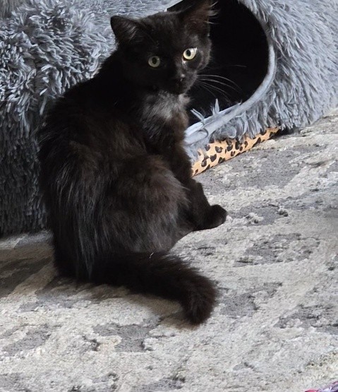 Little Man is a happy healthy kitten now but he had been in big trouble.